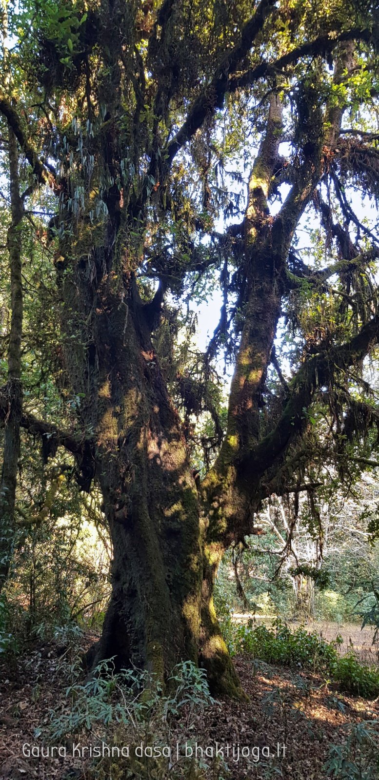  Trees. Shivapuri mountain. Kathmandu. 2019.01.15